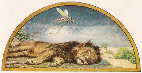 Truyện Song Ngữ: Sư tử và con muỗi