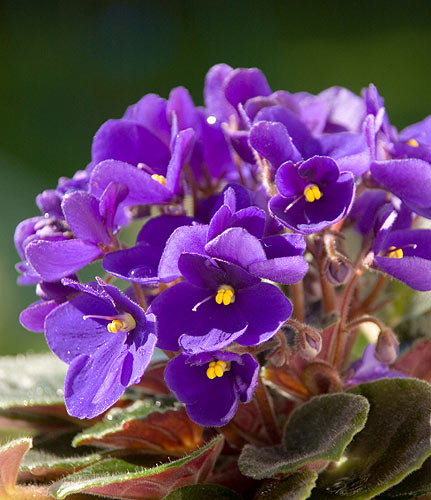hoa-violet-2