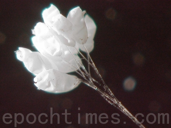 Những bông hoa Ưu Đàm Bà La, một loài thiên hoa nhỏ li ti trắng muốt, thân hoa mỏng như sợi tơ, trong suốt, sắc trắng như tuyết, xung quanh tỏa ra vầng sáng nhàn nhạt...Ảnh chụp thật bởi Thời Báo Đại Kỷ Nguyên, kích cỡ phóng to 400 lần, nhìn rõ thân hoa trong suốt như pha lê và từng lớp cánh mỏng phát sáng.